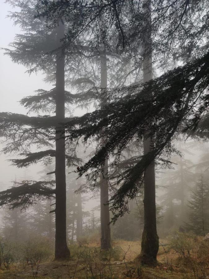 Deep In Woods Vila Jibhi Exterior foto